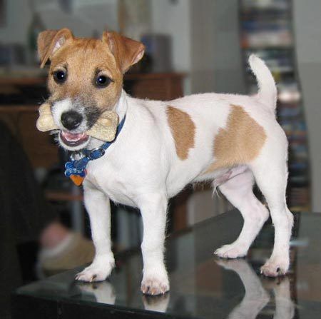 Jack-Russell-Terrier_52469f10be5631_zpse