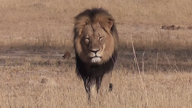 cecil-the-lion1_zpsul1iieu4.png