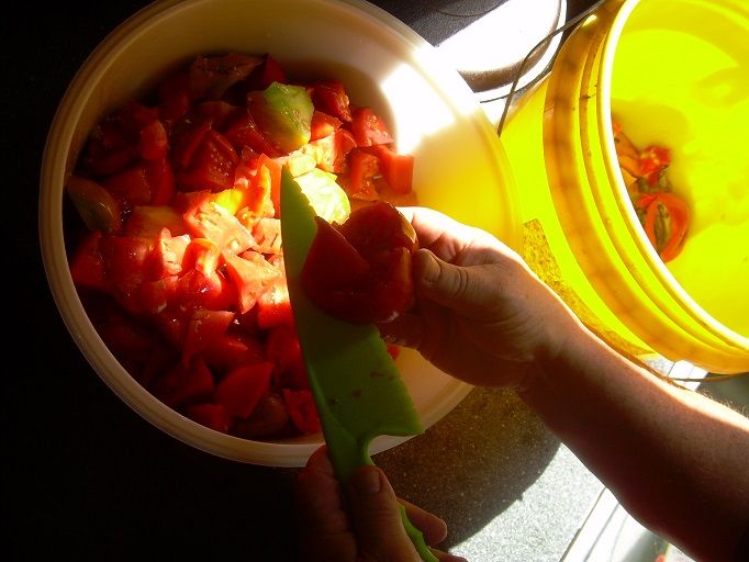 photo Tomatoes_07_zps159a5d3d.jpg