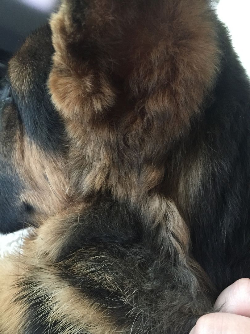 Wavy/Curly ear hair?? German Shepherds Forum