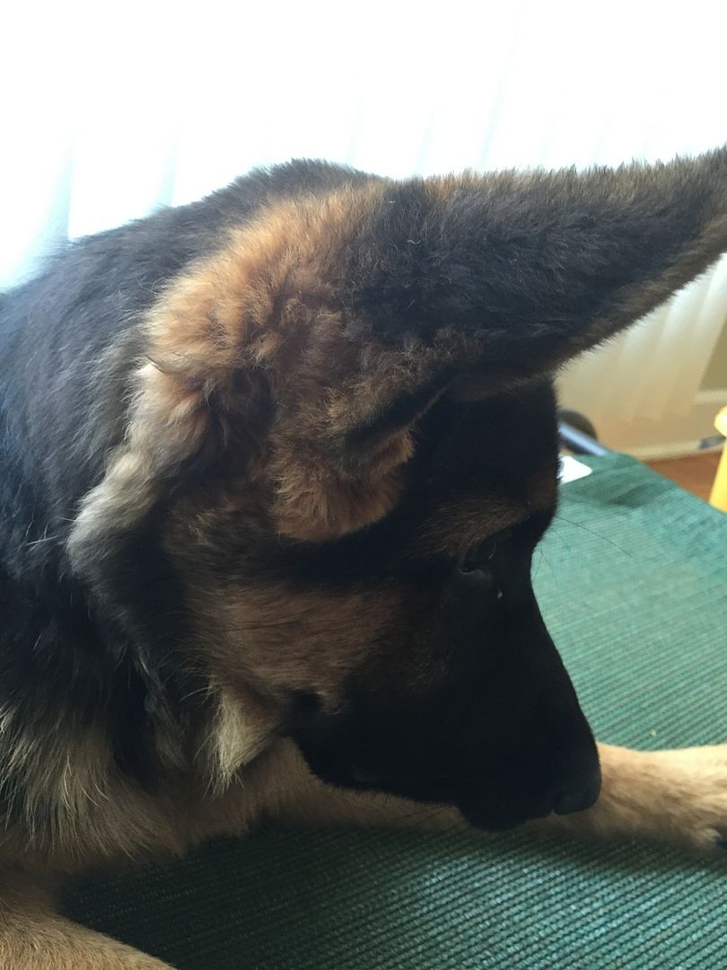 Wavy/Curly ear hair?? German Shepherd Dog Forums