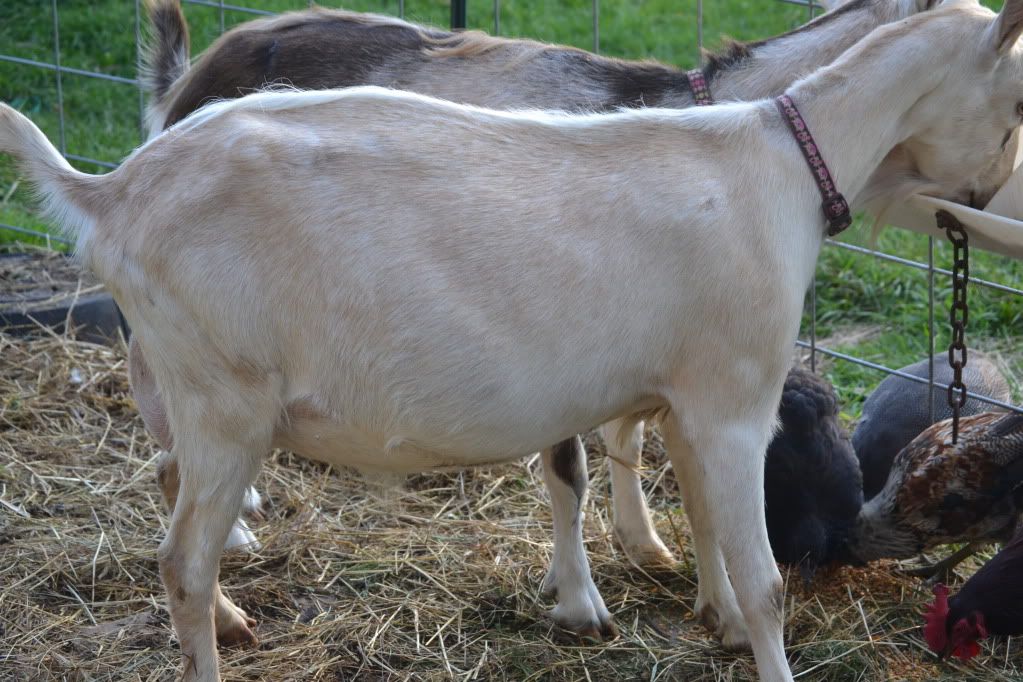 pregnant goat - Goats