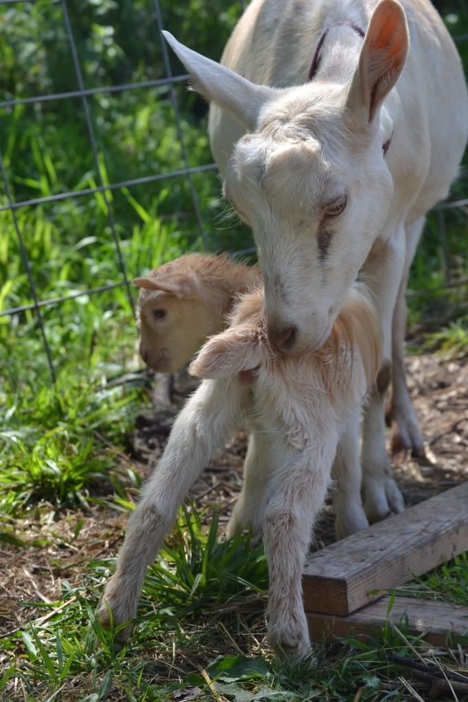 pregnant goat - Goats