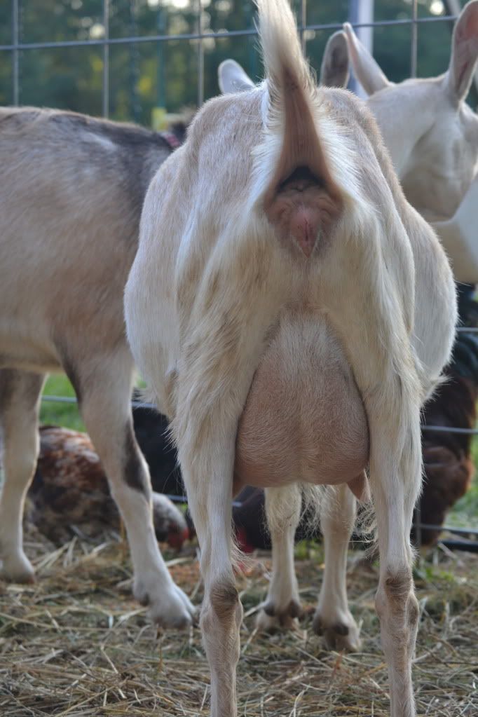 pregnant goat - Goats