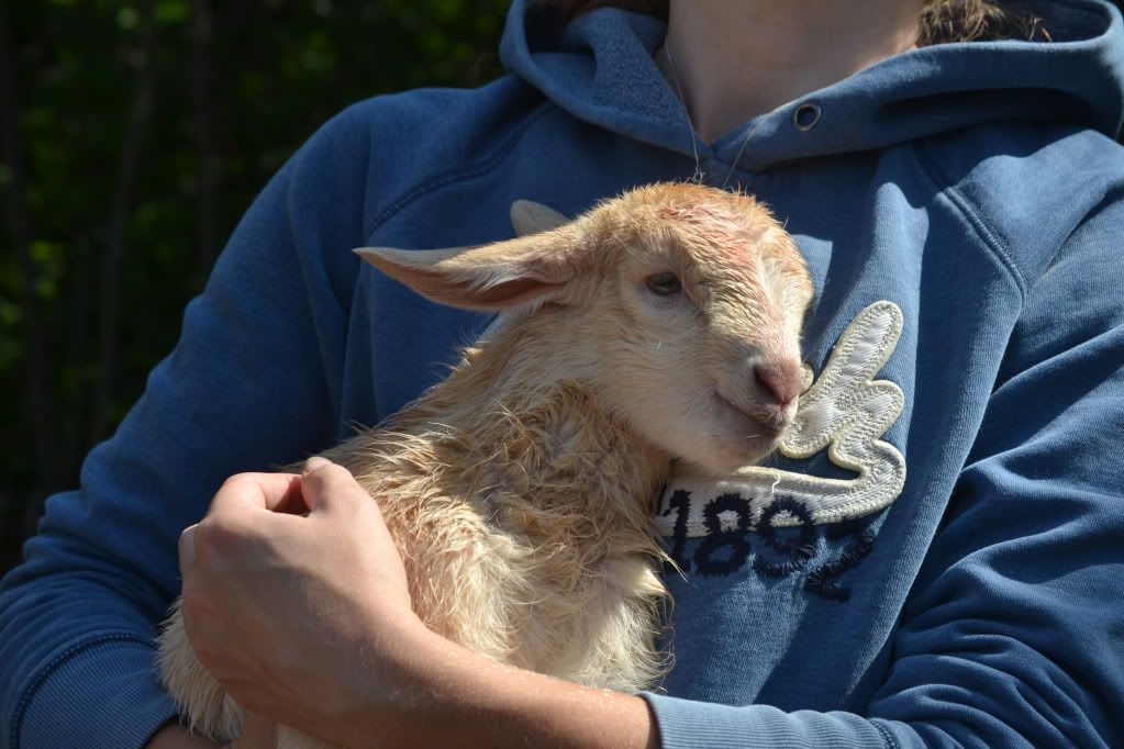 pregnant goat - Goats