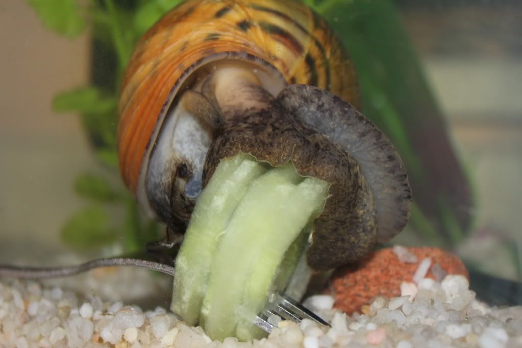 Apple Snail Care