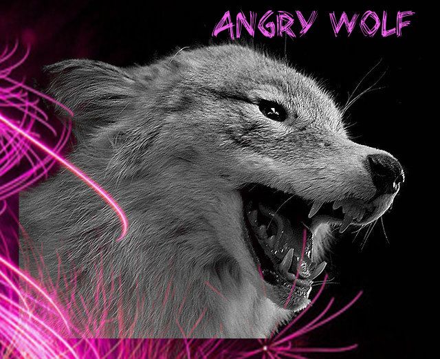 Angry Wolves Pictures, Images & Photos | Photobucket