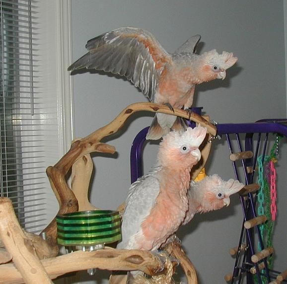 Galatiel Parrot Forum Parrot Owners Community 