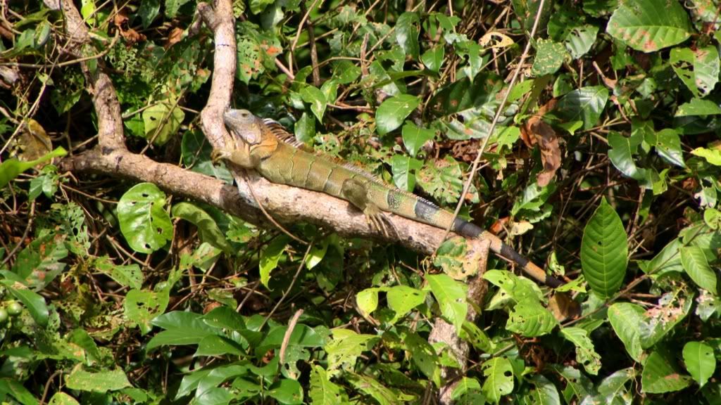 Echse im Tortuguero NP