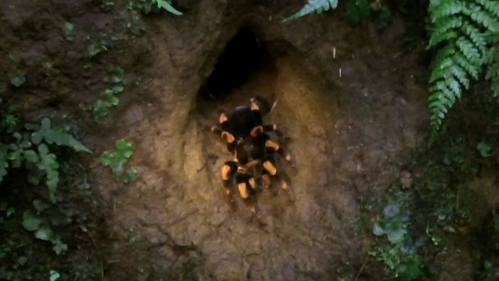 Mexican redknee tarantula