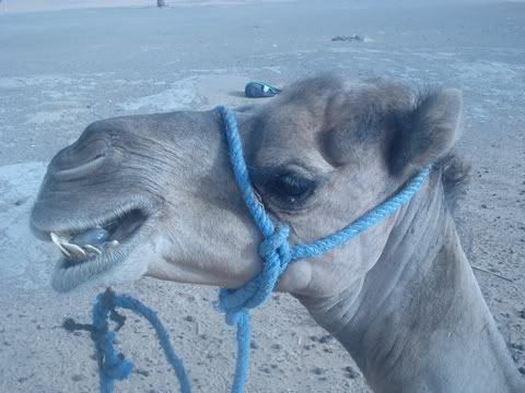 Despedida del desierto. Vuelta a Marrakech - MARRUECOS INDESCRIPTIBLE (4)