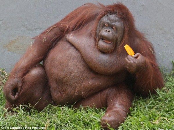 fat-orangutan_auttg_2.jpg